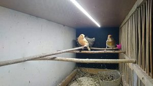 Ахренеть гибрид щегла и канарейки е.....т канарейку что делать? Ждем результат