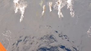 Встреча дельфинов алв Севморпуть 2020.