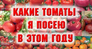 Какие томаты я посею в этом году