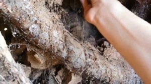 Интереснейшее видео В глубине добычи глины "Корешок" и проба нового слоенного слоя. Очень вкусно!