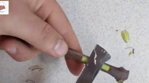 Настольная прививка винограда . Привитые саженцы винограда