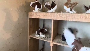 Статные голуби. Молодеж 2023