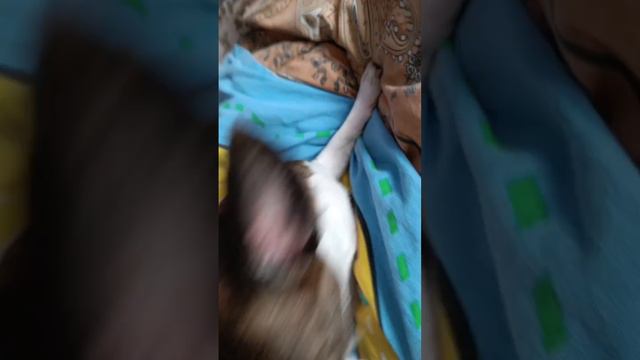 Джоли 🐶♥️ смотреть онлайн