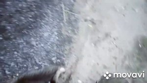 Нашла роскошный черничник, лисички первопроходцы третьего слоя. Песчаное озеро- рай на Земле.