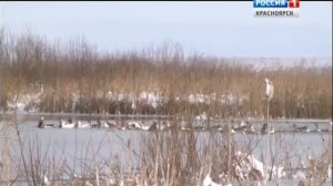 Михайловский гусь