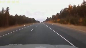 Лоси на дороге (Предупреждение водителям)