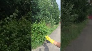 Обрезка ивы