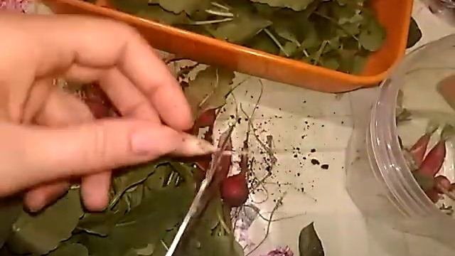 Как хранить редис (редиску) и батву.