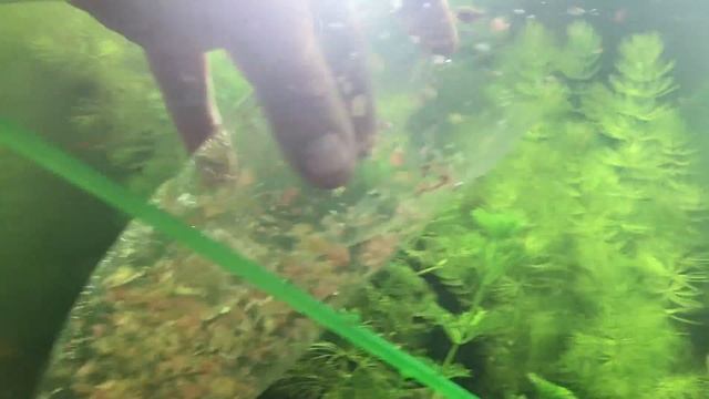 Меченосец Вильчатый,Флаговый. смотреть онлайн