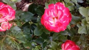 Роза Юбилей Санкт  Петербурга или Юбилей принца де Монако# мой сад # розы