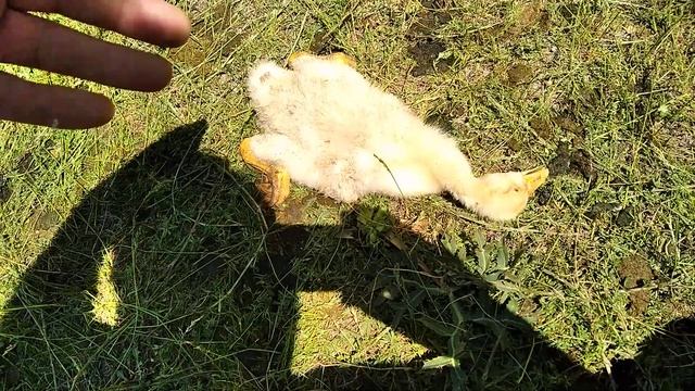 Гусята приболели 2. смотреть онлайн