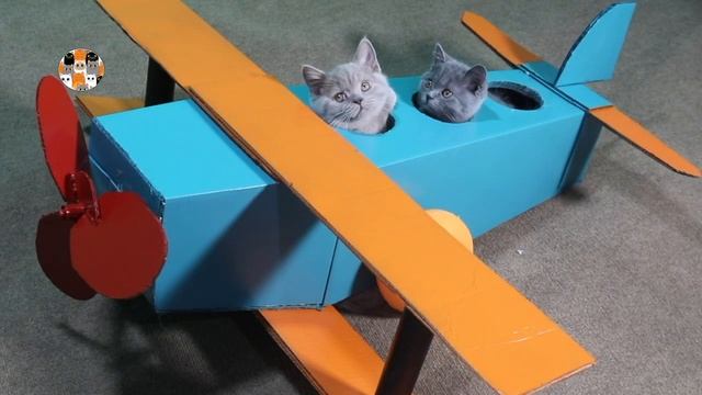 33 КОТЁНКА - КТО ПОБЕДИЛ ВАМПИРА? СМЕШНЫЕ КОТИКИ