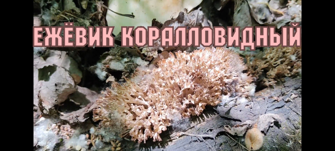 Ежёвик коралловидный и рядовка скрученная.mp4