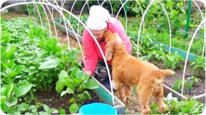 Найди баклажан! Дачный КВЕСТ. Благоустройство дачного участка. Наш Сад и огород.