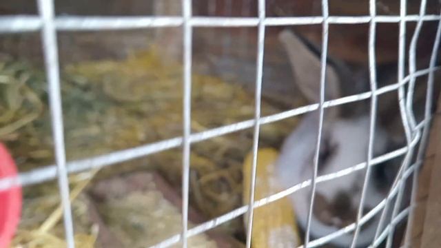 Мої кролики. Строкач. Білий велетень.Полтавське серебро смотреть онлайн