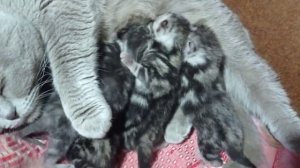 Британская вислоухая кошка с котятами