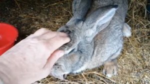 Кролики, Бабочка, Немецкий строкач, Фландер, смесь кроликов