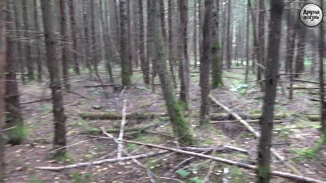 Лесные дороги! смотреть онлайн