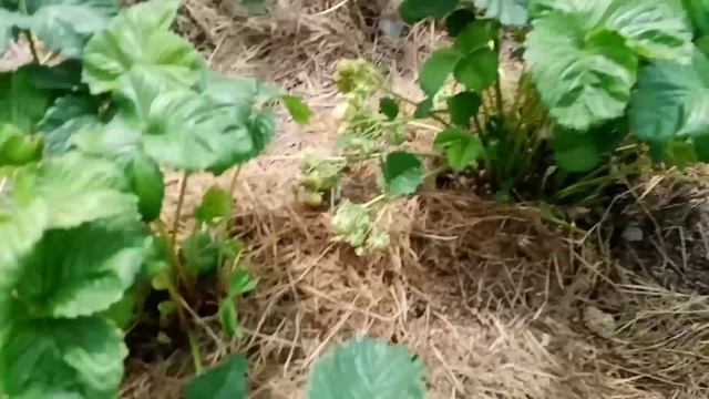 ?Укоренение усов клубники.Уход за маточником.?