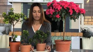 АЗАЛИЯ КАК СОХРАНИТЬ ПОСЛЕ ПОКУПКИ 4К