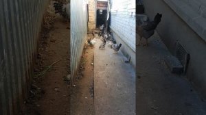 куры породы Борковская Б