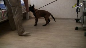 Дрессировка собак, как приучить щенка к поводку