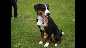 Аппенцеллер - зенненхунд