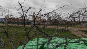 Обрезка пораженных монилиозом, ветвей вишни
