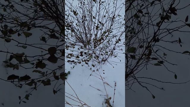 Спирея Вангута. ноябрь 2023г смотреть онлайн