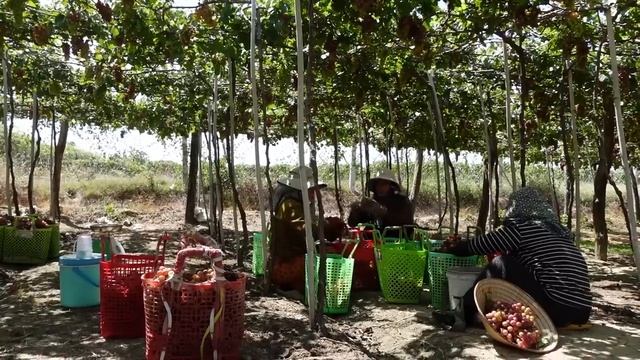 FREE BUSHCRAFT : I Harvest VIETNAM GRAPE and go the market to Sell with my daughter - FARM LIFE смотреть онлайн