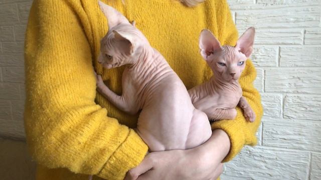 Котята Канадского Сфинкса❤️❤️ Показываю, как мы делаем красивые фотографии?