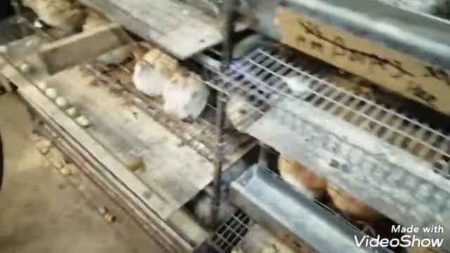 Техасский перепел, обзор моей птицы смотреть онлайн