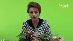 Органические подкормки для рассады