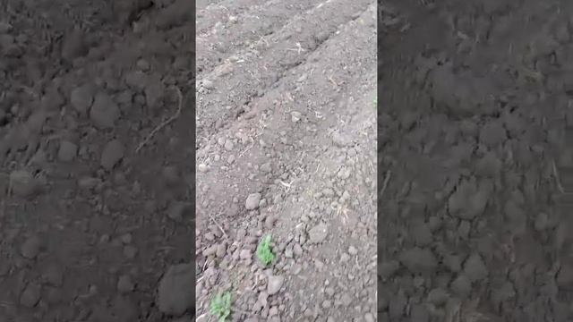 Полив картошки смотреть онлайн