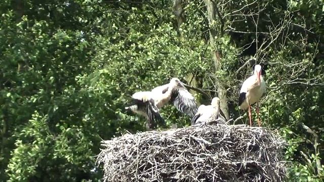 Sony HDR-CX200E TEST WILDPARK EEKHOLT Storch Flugversuch FULL ZOOM смотреть онлайн