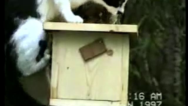 Улетный котяра смотреть онлайн