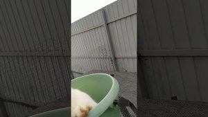 Вес крольчат Белый Панон в 2 месяца на собственном гранулированном комбикорме. Хороший дешевый корм