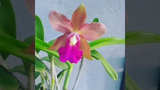 CATTLEYA LEOPOLDII LISA смотреть онлайн