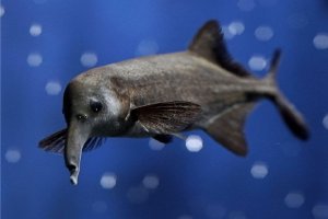 экзатический аквариумные рыбки (рыба слон)