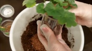 Пересадка черенков из вермикулита в грунт. Выпуск от 21.11.20