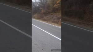 по грибы//лесная гостья//закатываю опята//(9 месяцев назад)