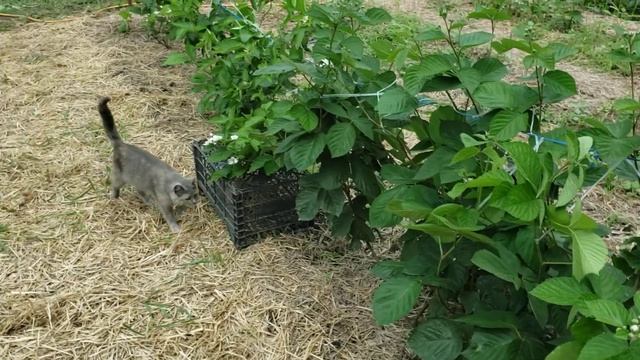 О подвязке ежевики. смотреть онлайн