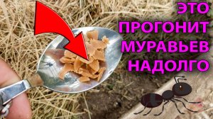 🐜 Муравьи на даче? ВЫ ЗАБЫЛИ про ЭТО средство!🐜 Муравьиный апокалипсис отменяется! 😂 Спасаем урож