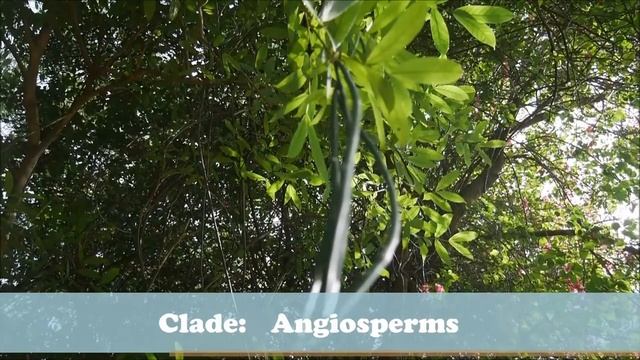 Treevalogue19, Indian Bean Tree, Catalpa bignonioides, A Kattupadi, India смотреть онлайн
