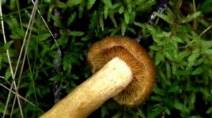 Грибы Галерины  Млечники   Горькушки  Неизвестный гриб во мху.