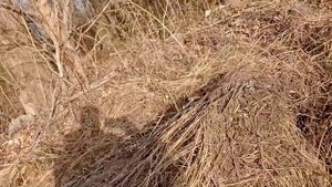 Сено проверенное веками! Какой утеплитель лучше? Чем утеплить дом? Утеплитель и наполнитель.