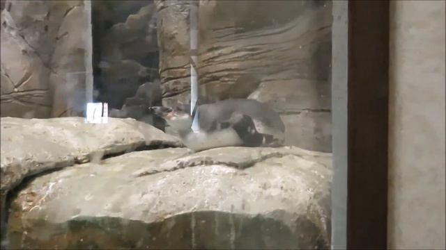 Сегодня пингвины не хотят плавать на улице 20.06.2022 смотреть онлайн