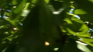 12.06.2021г. черешня Стаккато. почти ежедневные дожди уничтожают урожай фруктов