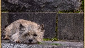 Керн терьер. Cairn Terrier