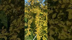 Актинидия Коломикта в ЛенОбл